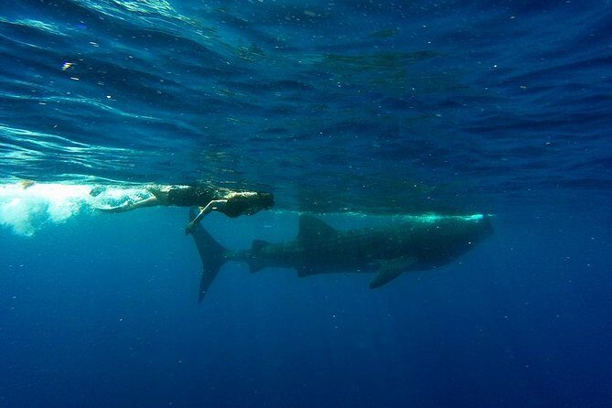 Half Day Whale Shark Tour From Playa del Carmen - The Sum Up