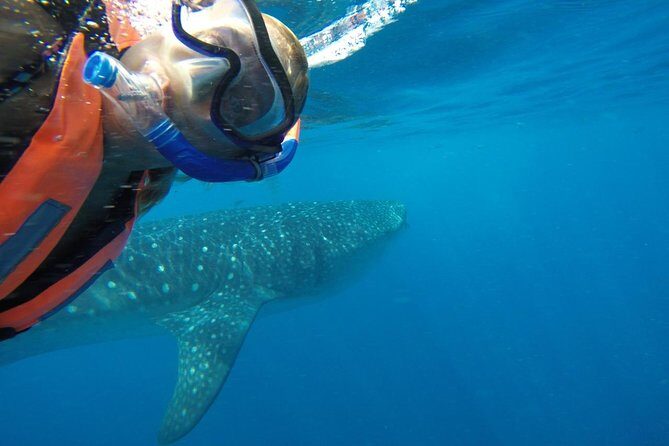Half Day Whale Shark Tour From Playa del Carmen - FAQ