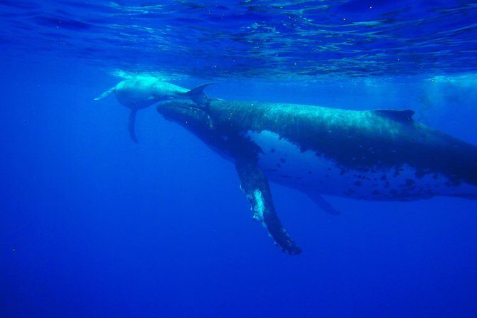 Half day whale tour 4h00 - Introduction
