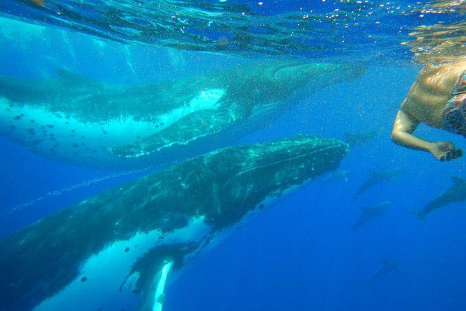 Half day whale tour 4h00 - An In-Depth Look at the Tour