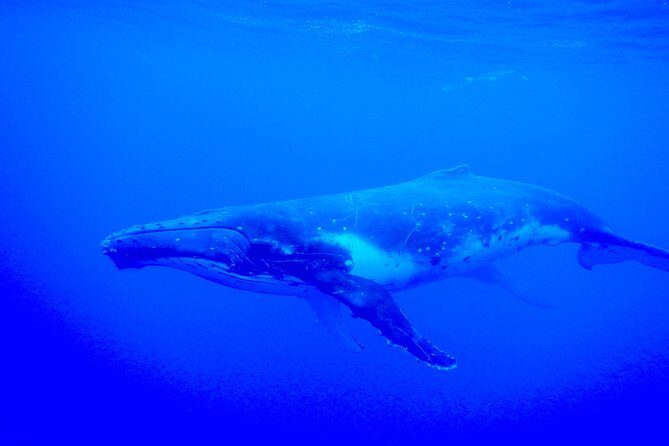 Half day whale tour 4h00 - The Sum Up