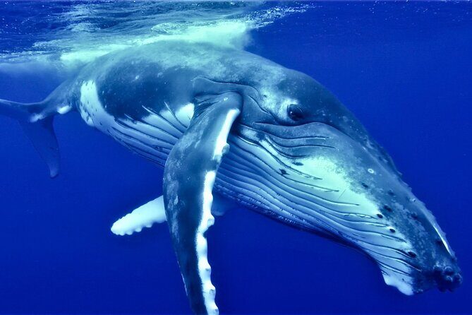 Half Day Whale Watching in a Small Shared Group - Setting the Scene: The Magic of Tahiti’s Waters