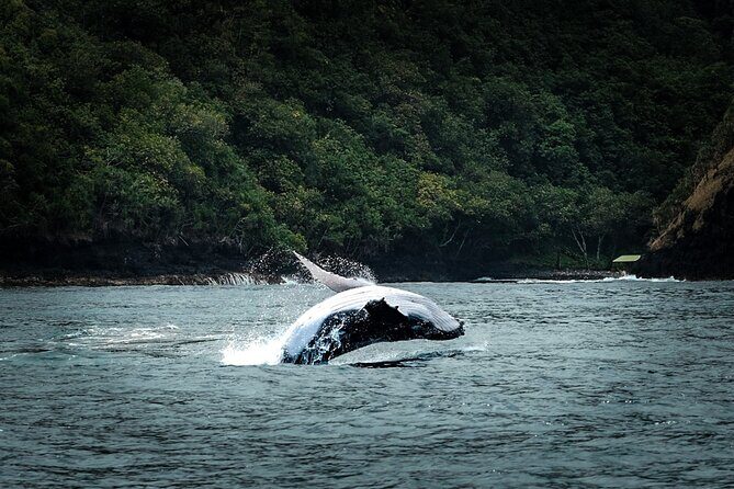 Half Day Whale Watching in a Small Shared Group - How the Itinerary Unfolds