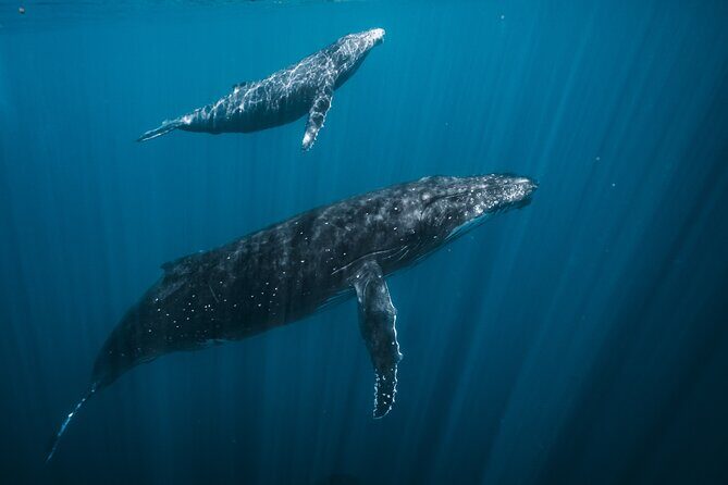 Half Day Whale Watching in a Small Shared Group - The Value of a Small Group
