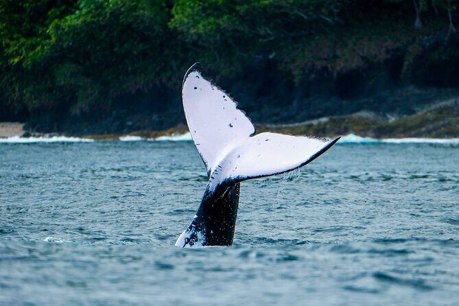 Half Day Whale Watching in a Small Shared Group - Weather and Cancellation Policies