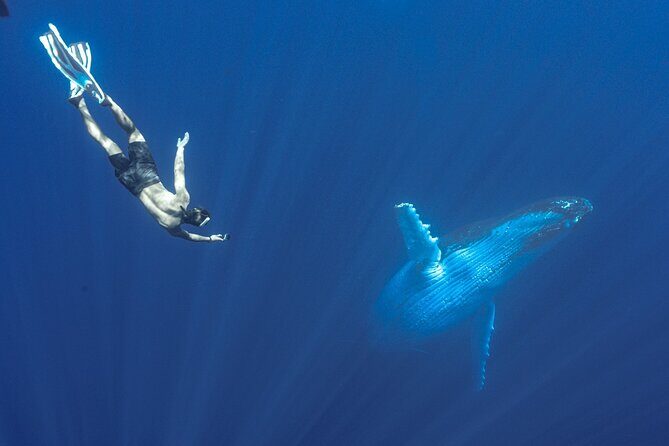 Half Day Whale Watching in a Small Shared Group - What to Expect on the Day