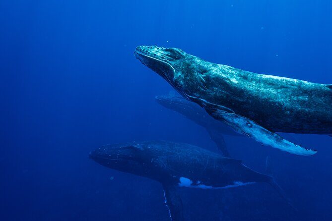 Half Day Whale Watching in a Small Shared Group - What Past Guests Say