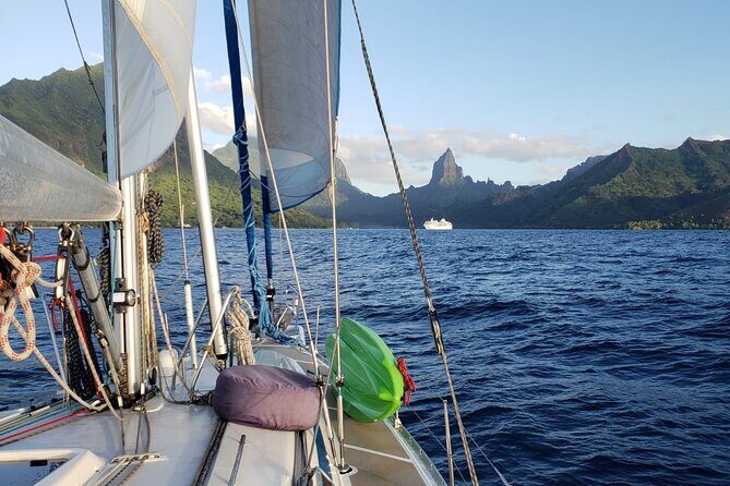 Half day whale watching - Without launch - The Sum Up