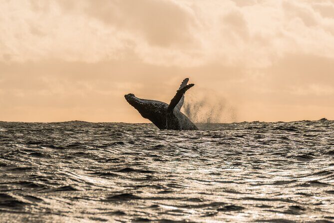 Half day whale watching | Without launch - Key Points