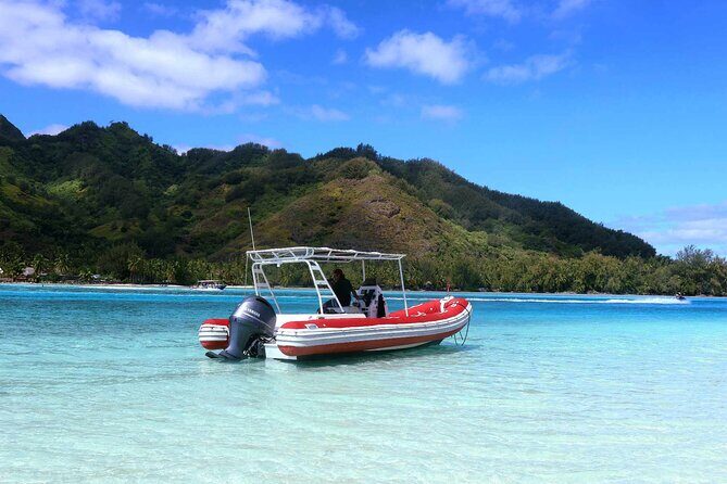 Half day whale watching | Without launch - An In-Depth Look at the Moorea Whale Watching Experience