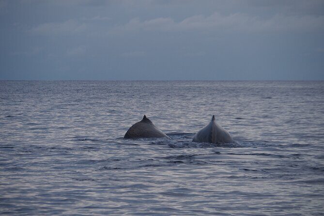 Half day whale watching | Without launch - Final Thoughts