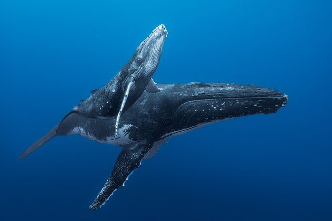 Half day Whales watching PRIVATE group - An In-Depth Look at the Whale-Watching Private Tour