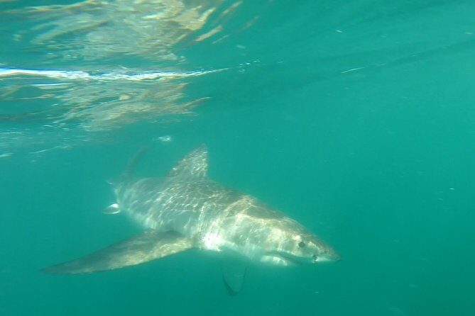 Half-Day White Shark Cage Diving from Gansbaai - An Honest Look at the Experience