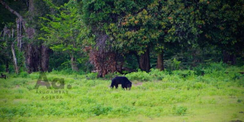Half-Day Wild Safari in Yala National Park - Key Points