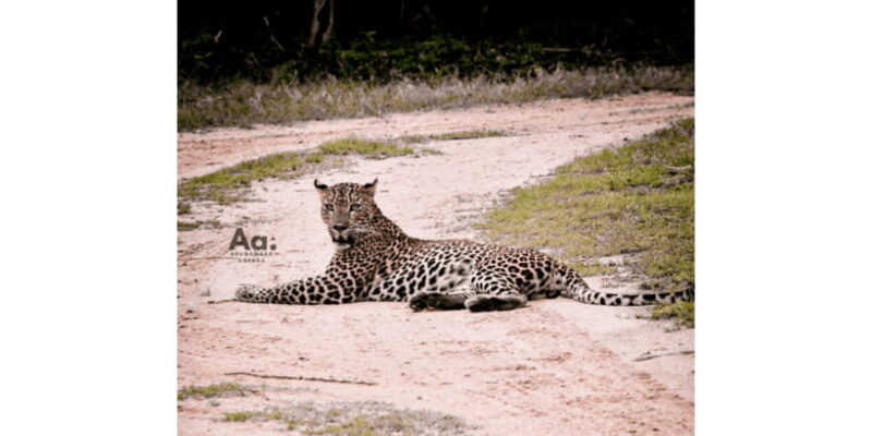 Half-Day Wild Safari in Yala National Park - Exploring the Yala Safari: A Deep Dive