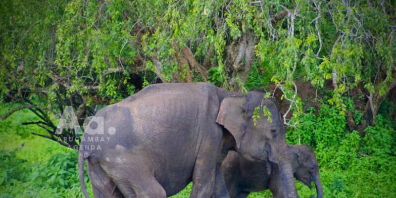 Half-Day Wild Safari in Yala National Park - Frequently Asked Questions