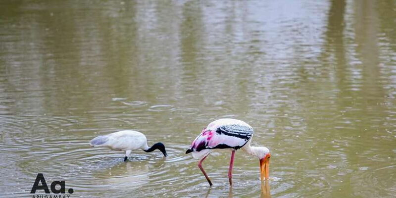 Half-Day Wild Safari in Yala National Park - Final Words