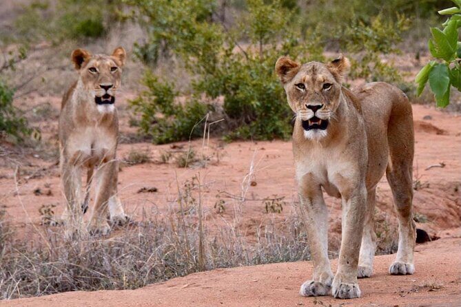 Half day wildlife tour to Nairobi National Park Game Drive with Pickup/Drop off - Key Points