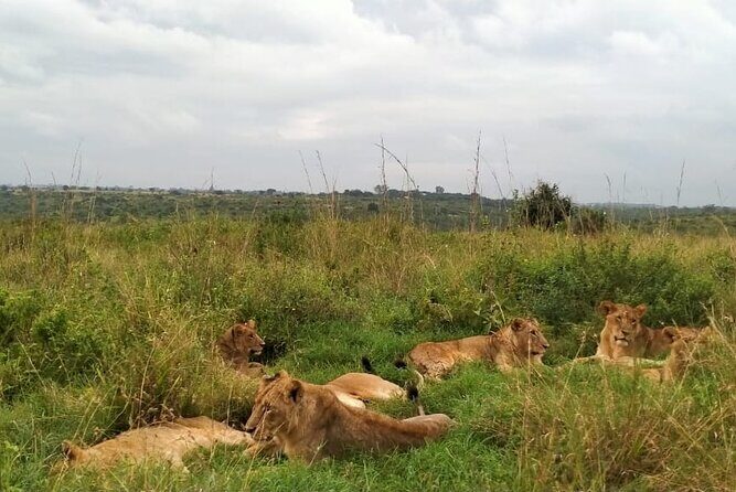 Half day wildlife tour to Nairobi National Park Game Drive with Pickup/Drop off - The Itinerary in Detail