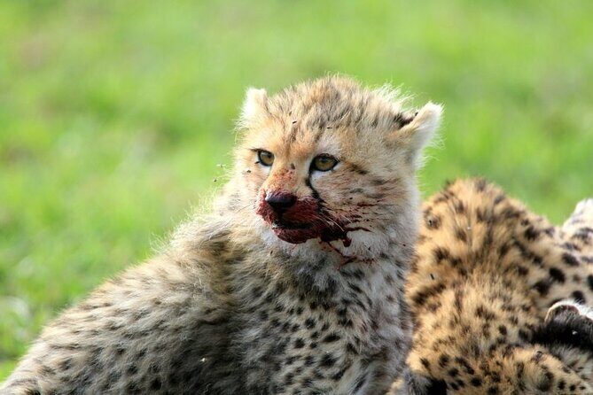 Half day wildlife tour to Nairobi National Park Game Drive with Pickup/Drop off - Pricing and Overall Value