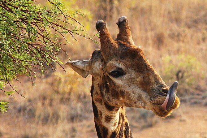 Half day wildlife tour to Nairobi National Park Game Drive with Pickup/Drop off - Who Should Book This Tour?