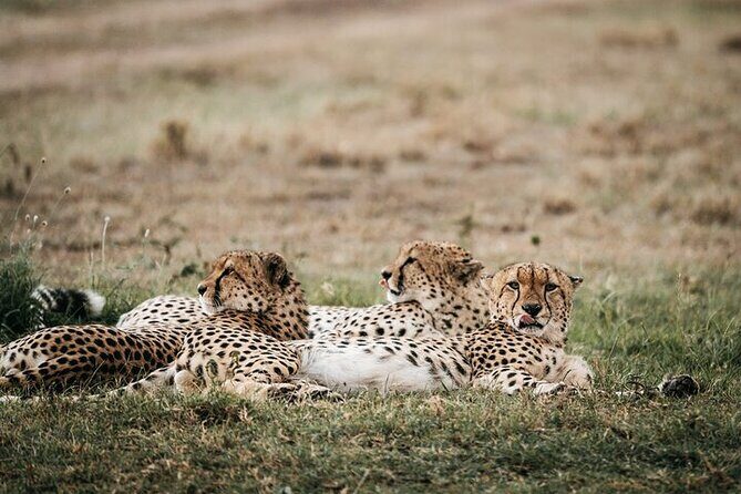 Half day wildlife tour to Nairobi National Park Game Drive with Pickup/Drop off - The Sum Up