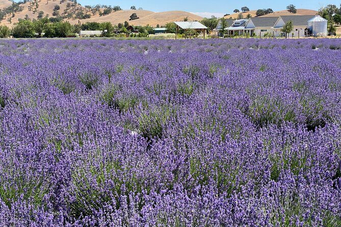 Half-day Wine and Olive Oil Tasting and Lavender Farm Tour - Starting with the Scenic and Aromatic: Capay Valley Lavender