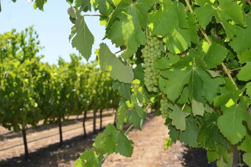 Half day Wine and Sights Discovery Tour Busselton - The Comfort and Practicalities