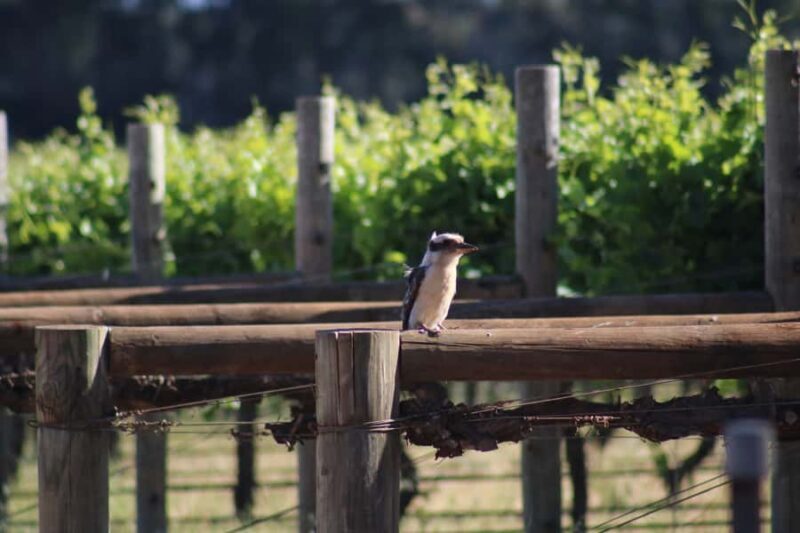 Half day Wine and Sights Discovery Tour Busselton - The Real Value of This Tour