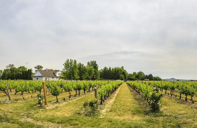 Half Day Wine & Cheese Tour - Niagara On The Lake Wine Tour - Key Points