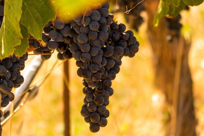 Half-Day Wine Country Tour from San Francisco - Pros and Cons