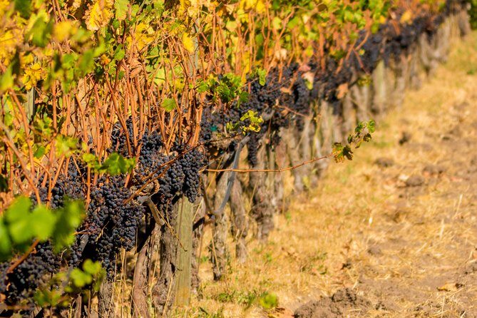 Half-Day Wine Country Tour from San Francisco - FAQs