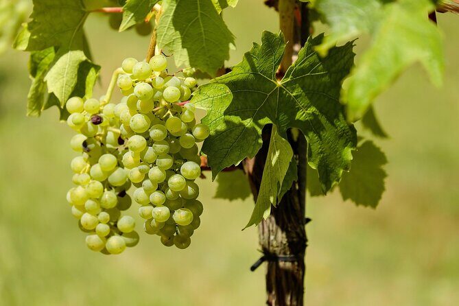 Half Day Wine Tour from Cape Town - FAQ
