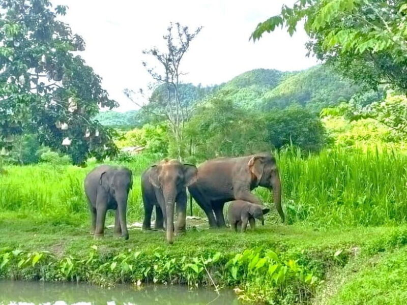 Half-day with CHIANGMAI ELEPHANT CARE program (12pm-6pm.) - The Tour Experience: What You Can Expect