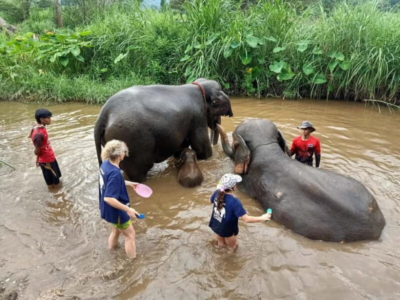 Half-day with CHIANGMAI ELEPHANT CARE program (12pm-6pm.) - The Authentic Experience: What Travelers Say