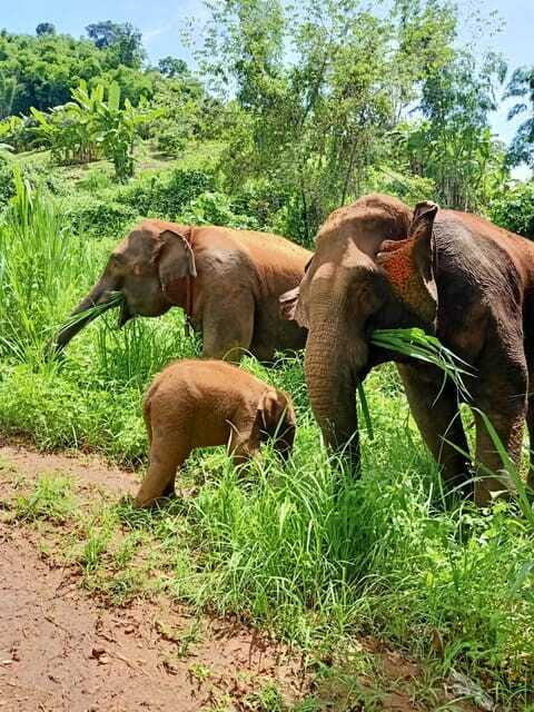 Half-day with CHIANGMAI ELEPHANT CARE program (12pm-6pm.) - Frequently Asked Questions (FAQs)