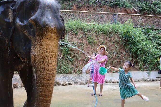 Half day with Elephants at Patong Elephant Hug No ride No trick - Final Thoughts: Is It Worth It?