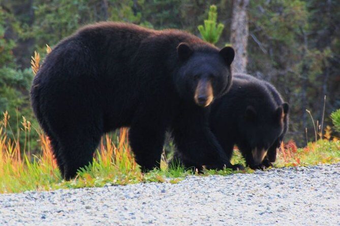 Half Day Yukon Suspension Bridge & Summit Tour - The Itinerary in Detail — What You Can Expect