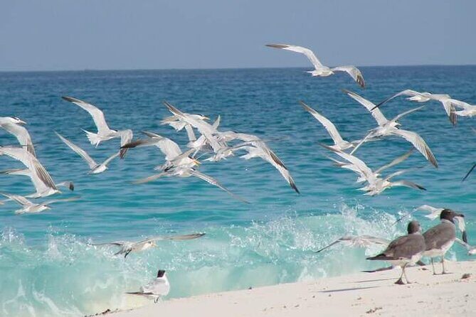 Half Day Zanzibar Mnemba Atoll Marine Reserve Snorkeling Tour - Who Should Consider This Tour?