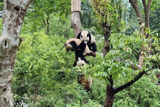 Half Private Day Chinese Bamboo Weaving Exprience - Final Thoughts: Who Will Love This Tour?