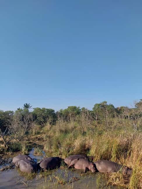 HalfDay Hippo & Croc Boat Cruise Isimangaliso f Richards Bay - FAQ