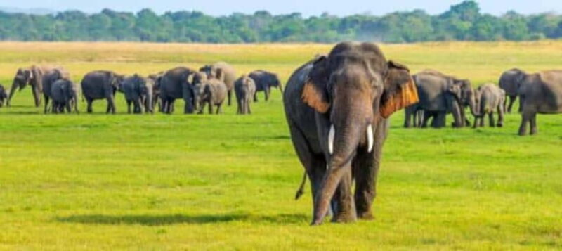 HalfDay Jeep Safari in Minneriya National Park - Key Points