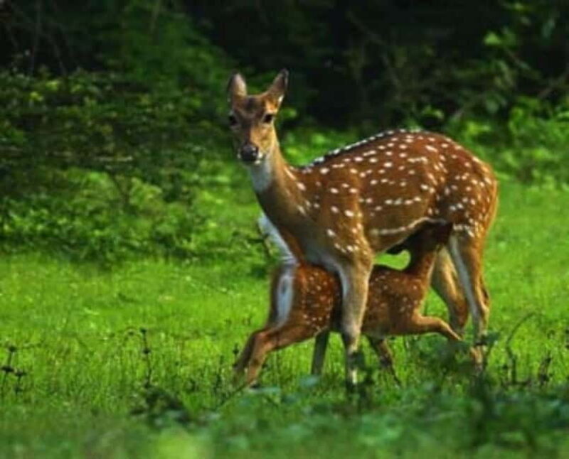 HalfDay Jeep Safari in Minneriya National Park - What to Expect from Your Minneriya Safari
