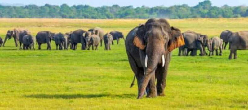 HalfDay Jeep Safari in Minneriya National Park - FAQ