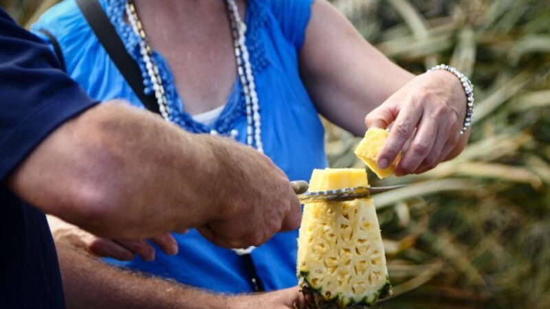 Hali'imaile: Pineapple Farm Tour - Key Points