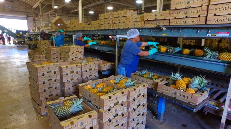 Hali'imaile: Pineapple Farm Tour - An Inside Look at the Maui Pineapple Tour