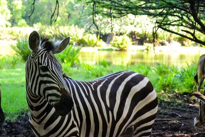 Haller Park Half-Day Tour from Mombasa - Why Haller Park Is a Must-See for Travelers in Mombasa