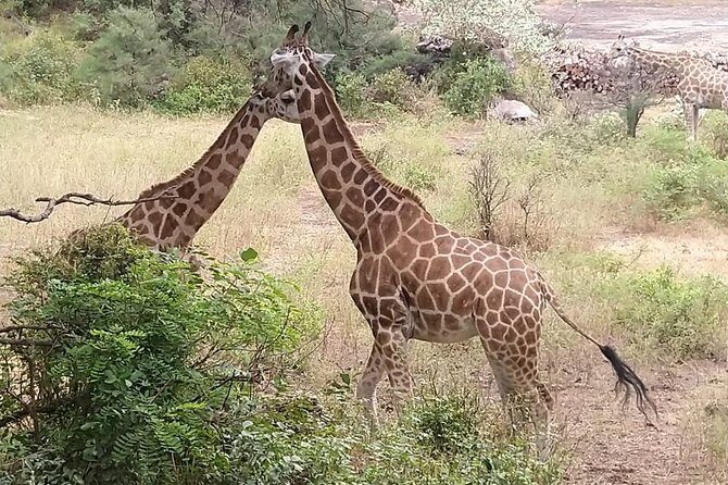Haller Park Tour observing hippos, giraffes, birds, monkeys, crocs & others - What to Expect at Haller Park