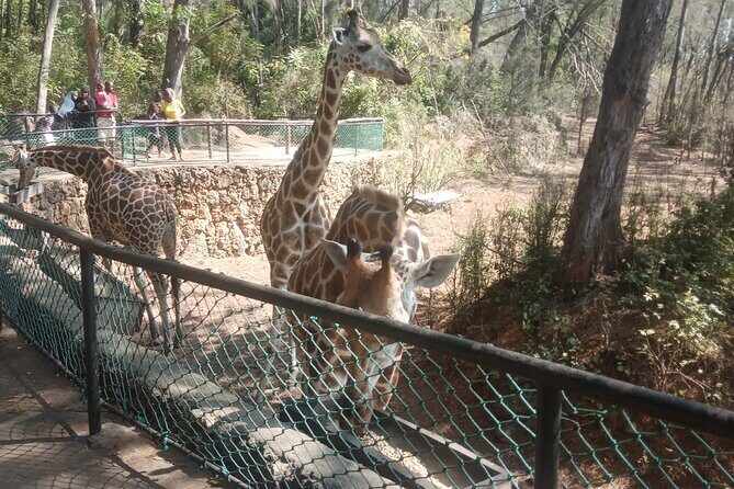 Haller Park Tour observing hippos, giraffes, birds, monkeys, crocs & others - Final Thoughts
