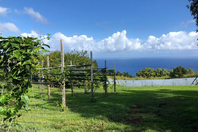 Hamakua Coast Farm Small-Group Walking and Tasting Tour - A Closer Look at the Experience